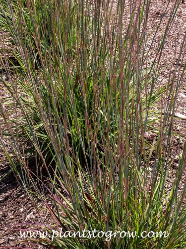 Red Fox Little Blue Stem (Schizachyrium scoparium)